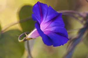 Purple morning glory, Ipomoea purpurea Feringa, One flower from side view Purple morning glory, Ipomoea purpurea Feringa, One flower from side view