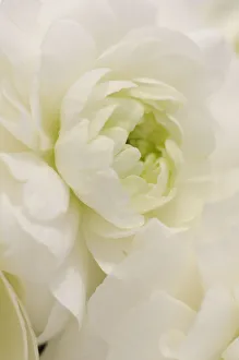 ranunculus asiaticus cultivar, ranunculus, persian ranunculus ranunculus asiaticus cultivar, ranunculus, persian ranunculus