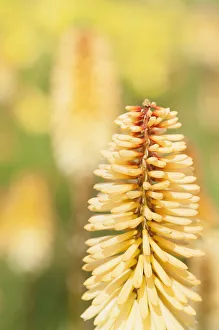 Red hot poker, Kniphofia Tawny King, A single spire of the pale orange flwoer with Red hot poker, Kniphofia Tawny King, A single spire of the pale orange flwoer with