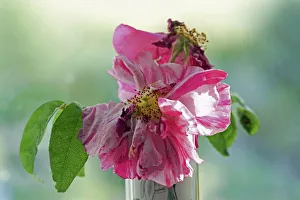 Rosa mundi, Rosa gallica Versicolor, A fading flower in a vase with backllight Rosa mundi, Rosa gallica Versicolor, A fading flower in a vase with backllight