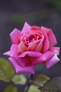 Rose, Rosa, Close up of pink coloured flower growing outdoor showing pattern of petals Rose, Rosa, Close up of pink coloured flower growing outdoor showing pattern of petals