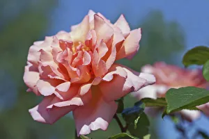 Rose, Rosa, Close view of a double petalled garden rose on a bush Rose, Rosa, Close view of a double petalled garden rose on a bush