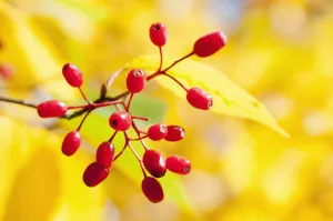 Rowan, Korean Mountain ash, Sorbus alnifolia, A sprig of red berries of the against soft Rowan, Korean Mountain ash, Sorbus alnifolia, A sprig of red berries of the against soft