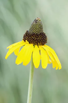 rudbeckia maxima rudbeckia maxima