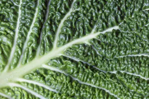 Savoy cabbage, Brassica oleracea capitata v. subauda, Close overhead view of a wet leaf Savoy cabbage, Brassica oleracea capitata v. subauda, Close overhead view of a wet leaf