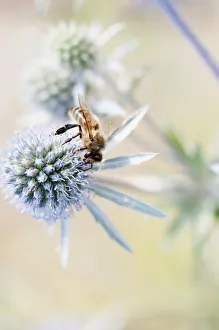 Sea Holly, Flat Sea holly, Eryngium planum, A bee obtaining nectar from a single flower Sea Holly, Flat Sea holly, Eryngium planum, A bee obtaining nectar from a single flower