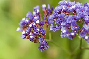 Sea lavender Limonium sinuatum Purple Green Perennial Sea lavender Limonium sinuatum Purple Green Perennial