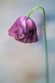Shirley poppy, Papaver rhoeas Shirley series, Side view of a half open maroon flower with Shirley poppy, Papaver rhoeas Shirley series, Side view of a half open maroon flower with