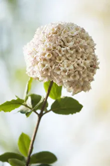 Shrub Deciduous Flowering season Spring Fruiting season Summer Shrub Deciduous Flowering season Spring Fruiting season Summer