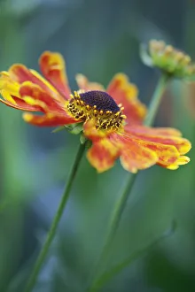 Sneezeweed, Helenium Goldrausch, One open flower with red and orange petals Sneezeweed, Helenium Goldrausch, One open flower with red and orange petals