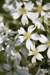 Snow in Summer, Cerastium tomentosum, Mass of white flowers growing outdoor Snow in Summer, Cerastium tomentosum, Mass of white flowers growing outdoor