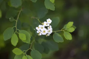 Spirea, Spirea nipponica Snowmound, White coloured flowers growing outdoor Spirea, Spirea nipponica Snowmound, White coloured flowers growing outdoor