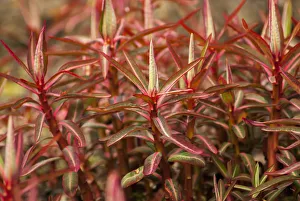 Spurge, Sikkim Spurge, Euphorbia sikkimensis, A mass of bright red new shoots emerging in Spurge, Sikkim Spurge, Euphorbia sikkimensis, A mass of bright red new shoots emerging in