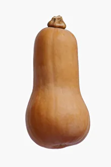 Squash, Butternut squash, Cucurbita moschata, Studio shot of single vegetable against white background Squash, Butternut squash, Cucurbita moschata, Studio shot of single vegetable against white background