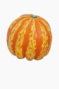 Squash, Carnival squash, Cucurbita pepo Carnival , Studio shot of single orange Squash, Carnival squash, Cucurbita pepo Carnival , Studio shot of single orange