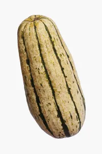Squash, Delicata squash, Cucurbita pepo Delicata, Studio shot of vegetable against Squash, Delicata squash, Cucurbita pepo Delicata, Studio shot of vegetable against