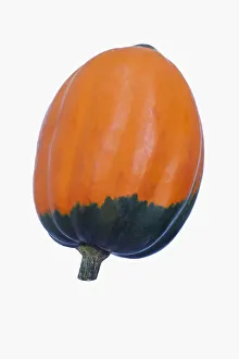 Squash, Winter squash Golden Acorn, Cucurbita pepo Golden Acorn Squash, Winter squash Golden Acorn, Cucurbita pepo Golden Acorn