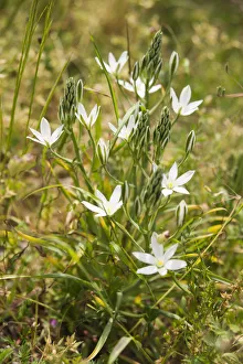 Star-of-Bethlehem, Ornithogalum umbellatum, flowers and buds on a single plant Star-of-Bethlehem, Ornithogalum umbellatum, flowers and buds on a single plant