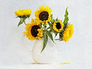 Sunflower, Helianthus annuus in jug vase. Artistic textured layers added to image to Sunflower, Helianthus annuus in jug vase. Artistic textured layers added to image to
