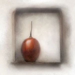 Tamarillo, Solanum betaceum Tamarillo, Solanum betaceum