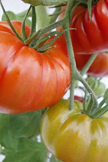 Tomato, Cupid tomato, Lycopersicon, Lycopersicon esculentum Cupido Tomato, Cupid tomato, Lycopersicon, Lycopersicon esculentum Cupido