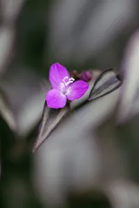 Tradescantia, Purple Tradescantia, Tradescantia Purple sabre Tradescantia, Purple Tradescantia, Tradescantia Purple sabre