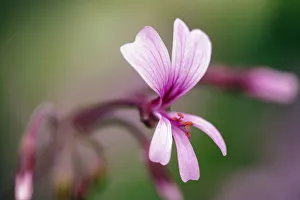 Transvaal perlagonium, Pelargonium transvaalense, Close side view of a single pale pink Transvaal perlagonium, Pelargonium transvaalense, Close side view of a single pale pink