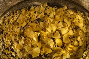Tree Deciduous Herb Medicinal uses Cosmetic and skincare uses Tree Deciduous Herb Medicinal uses Cosmetic and skincare uses