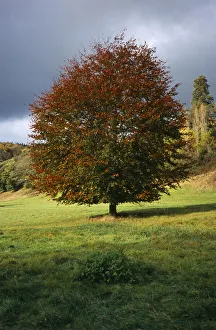 tree, single, common beech tree in autumn foliage. fagus sylvatica. wales gwent monmouth tree, single, common beech tree in autumn foliage. fagus sylvatica. wales gwent monmouth