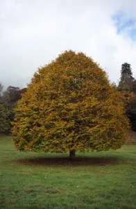 tree, single, small leaved lime tree in autumn foliage. tilia platyphyllos tree, single, small leaved lime tree in autumn foliage. tilia platyphyllos