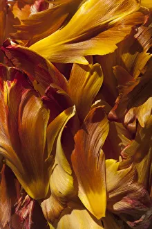 Tulip, Tulipa, Studio shot detail of a mass of orange petals Tulip, Tulipa, Studio shot detail of a mass of orange petals