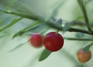 vaccinium parvifolium, huckleberry, red huckleberry, red subject, green background vaccinium parvifolium, huckleberry, red huckleberry, red subject, green background