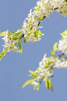 View Side Stem Sunny Twig Several Outdoor Orientation Vertical View Side Stem Sunny Twig Several Outdoor Orientation Vertical