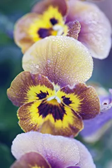 Viola, Viola cornata Deltini series Honey bee, A frosted bronze, brown Viola, Viola cornata Deltini series Honey bee, A frosted bronze, brown