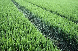 Wheat, Bread wheat, Triticum aestivum Wheat, Bread wheat, Triticum aestivum