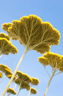 Yarrow, Achillea Coronation Gold, Several flat yellow flower heads viewed from beneath Yarrow, Achillea Coronation Gold, Several flat yellow flower heads viewed from beneath