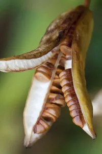 Yellow flag iris, Iris pseudacorus, Brown seed pod spliting open to reveal disc shaped Yellow flag iris, Iris pseudacorus, Brown seed pod spliting open to reveal disc shaped