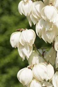 Yucca, Yucca aloifolia Vittorio Emanuele II, Close up of the white flowers Yucca, Yucca aloifolia Vittorio Emanuele II, Close up of the white flowers